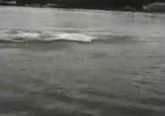 Orcas Perform for Their Supper
