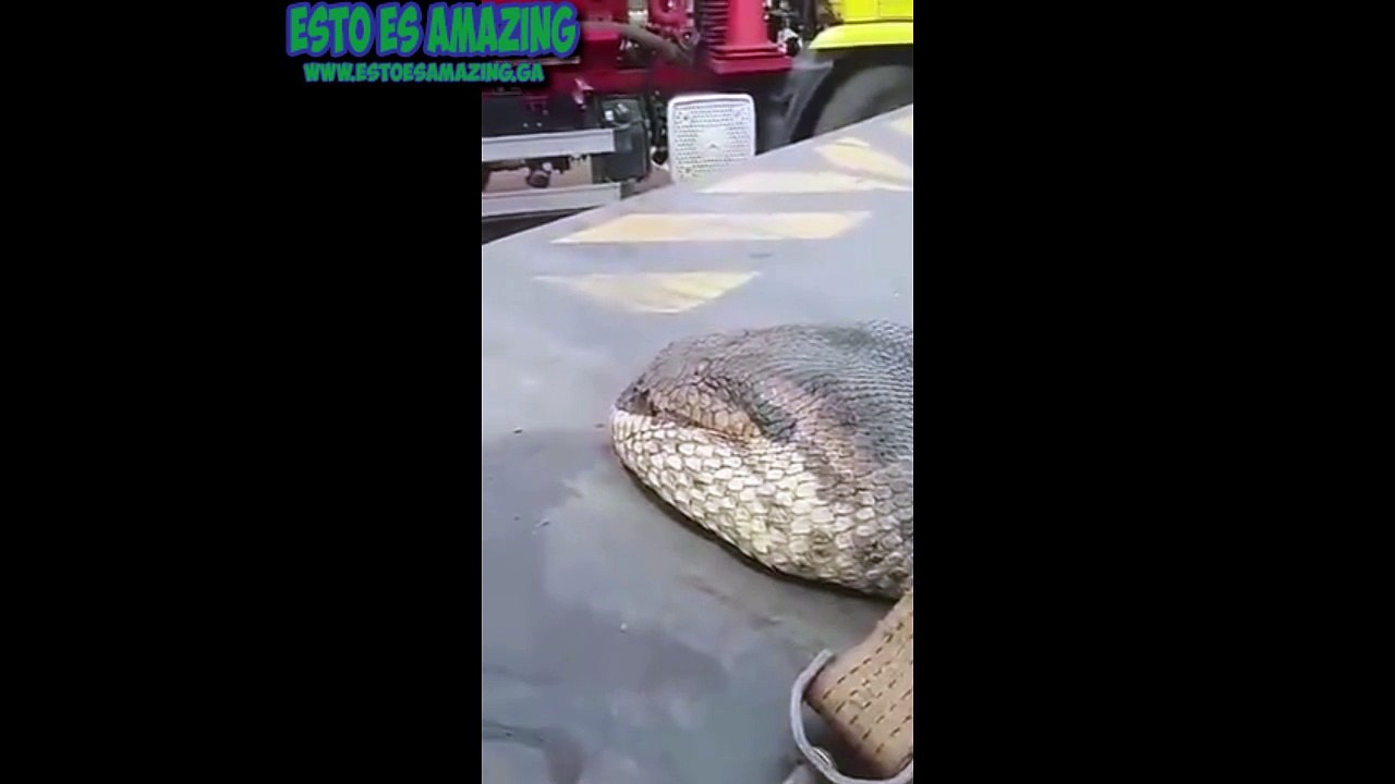 Capturan a la serpiente mas grande del Mundo 2015