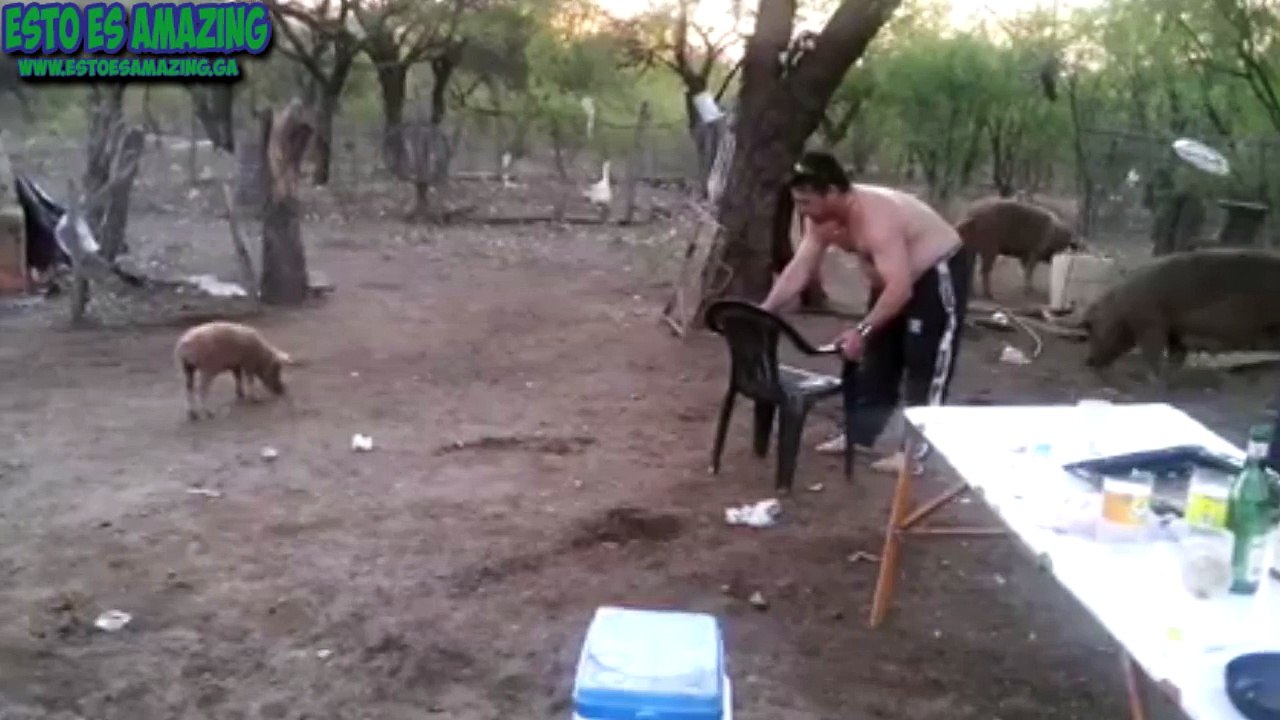 Cerdo Al Ataque - Marrano Defiende Su Cria