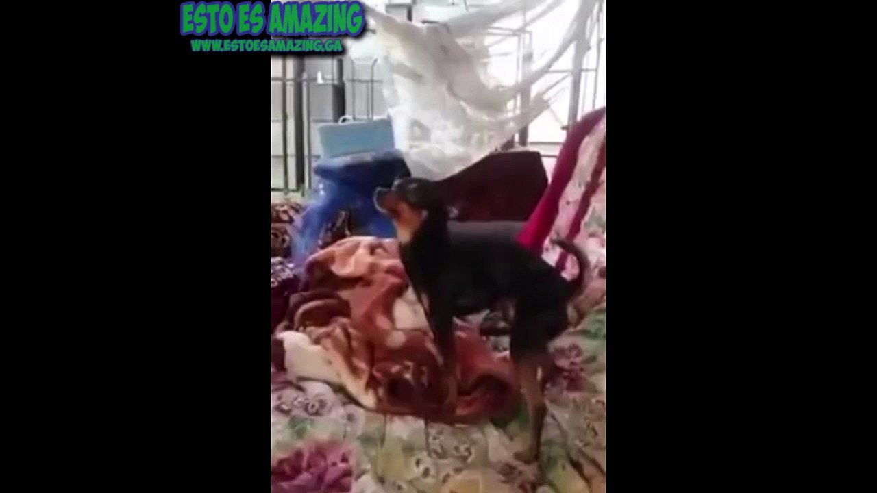 Perrito MUYY! Necesitado 2015 XD