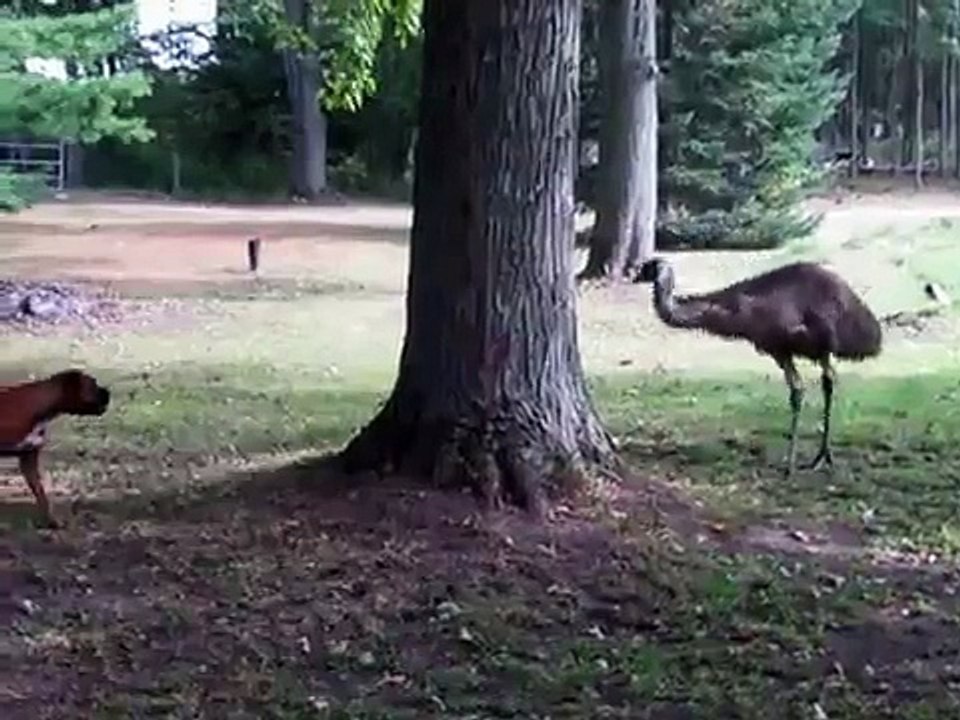 Dog and Emu play just like our kids!!!