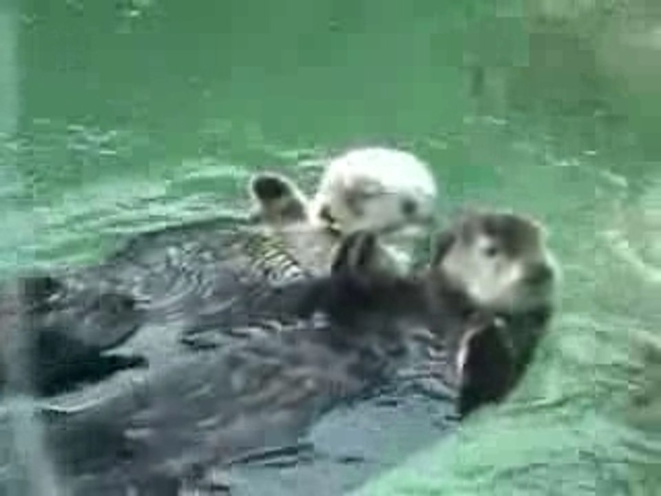 Otters Holding Hands