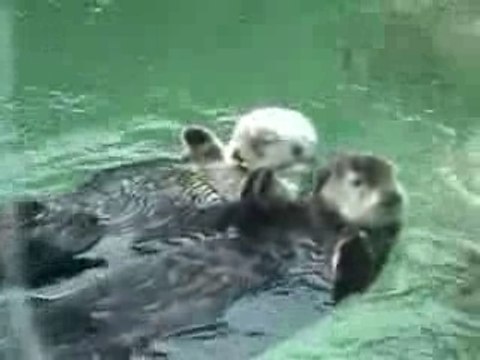 Otters Holding Hands
