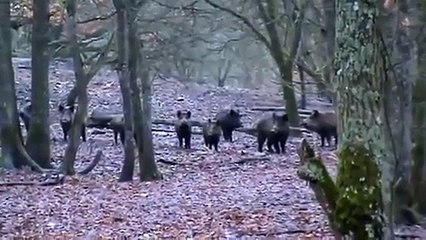 Böyle Domuz sürüsüne Taramalı Tüfek Gerek
