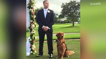 Therapy dog is best man at his human's wedding