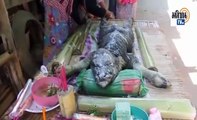 Weird Creature Half Buffalo Half Crocodile Found in Thailand