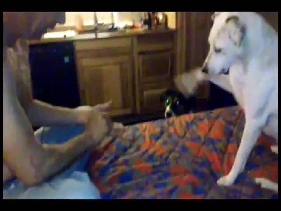 funny cats and dog try not to laugh