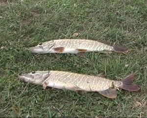 Рыбалка осенью, щука на спиннинг, ловля на пруду