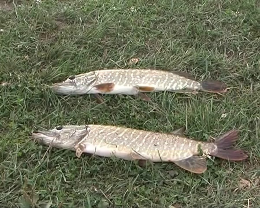 Рыбалка осенью, щука на спиннинг, ловля на пруду