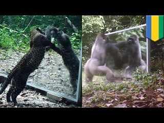 난생 처음 거울에 비친 자신의 모습을 보게 된 동물들