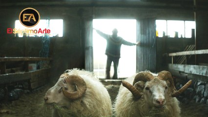 'Rams (El valle de los carneros)' - Tráiler español (HD)