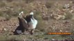 Eagle fighting with jungle birds but not hunt the birds.