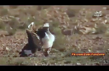 Eagle fighting with jungle birds but not hunt the birds.