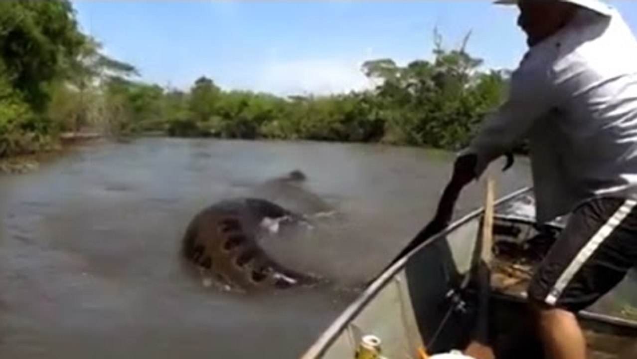 GIANT SNAKE