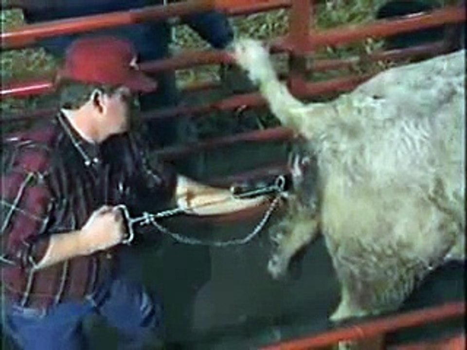 Miracle of Birth-Calf e
