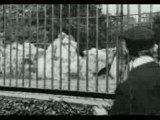 1895 Lion, London Zoological Gardens