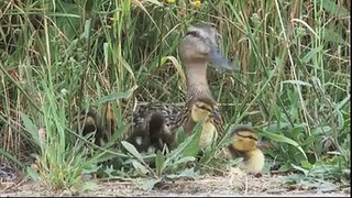 Man Saved Baby Ducks from Drainage | Amazing Video