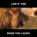 laughter of a lion funny clip happy lion