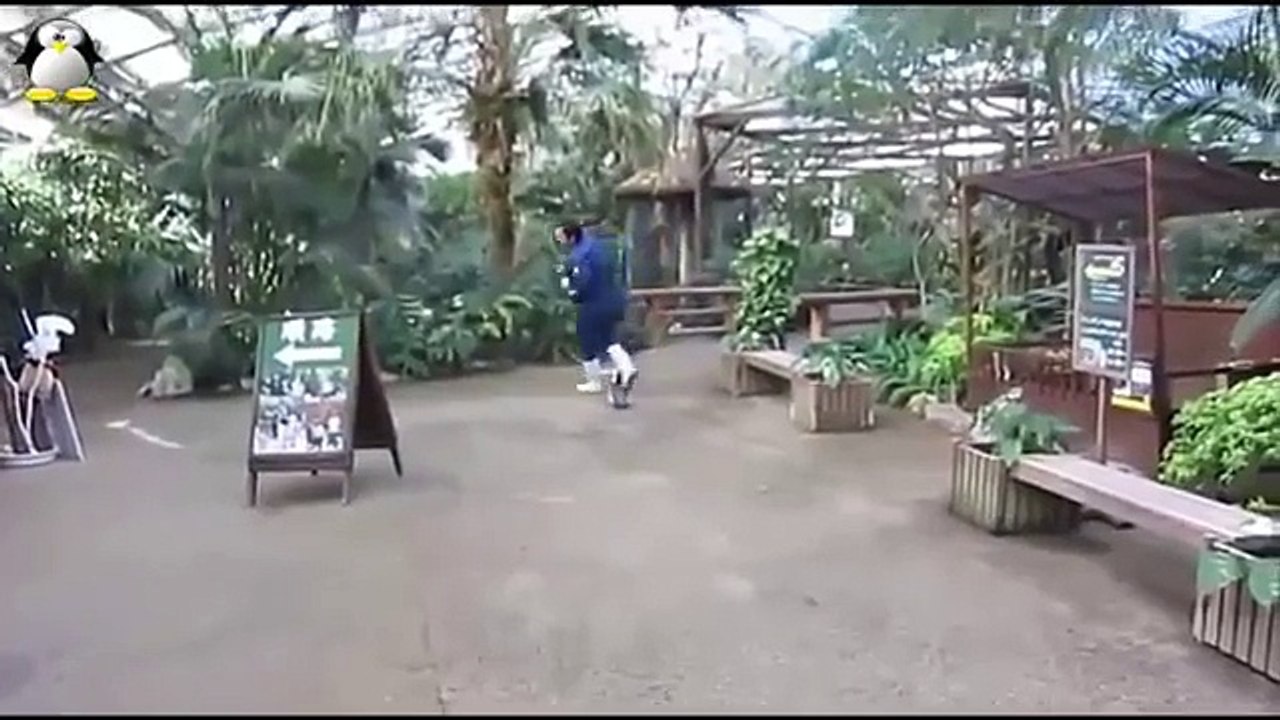 Funny Penguin Videos Compilation 2015 | funny club penguin pictures 2016