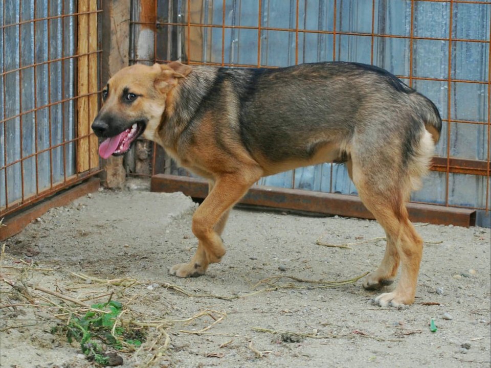 Cooper est à adopter
