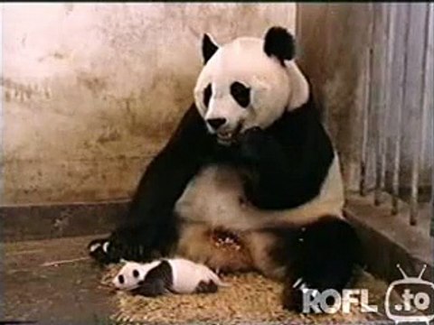 Panda Sneezes _ Video on FreeFunnyVideo.org