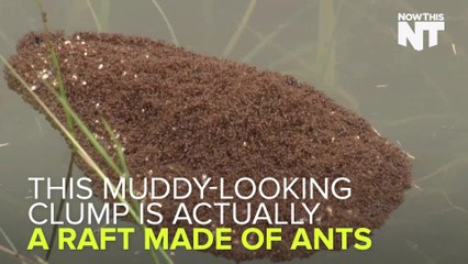 This Weird Muddy Clump Is Actually Fire Ants Clinging Together