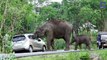 Elephant Steals Tourists Handbag, Eats Contents