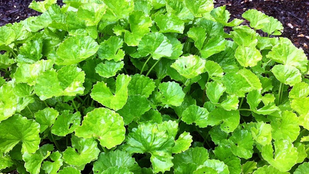 Bhool Jane Ki Bimari (Nisyan)