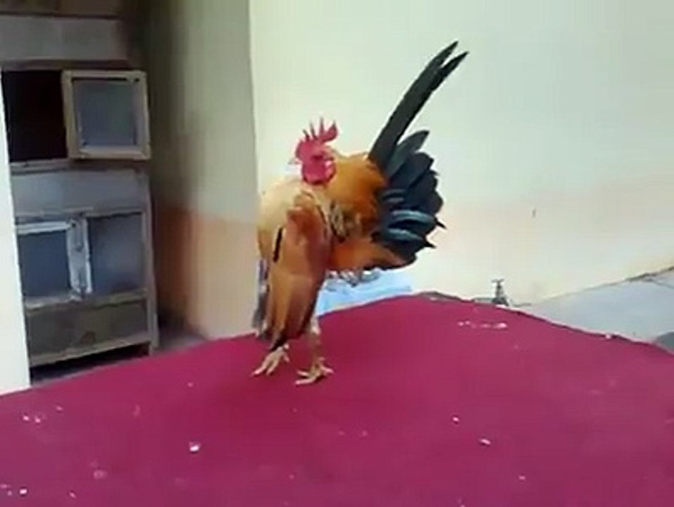 amazing cock