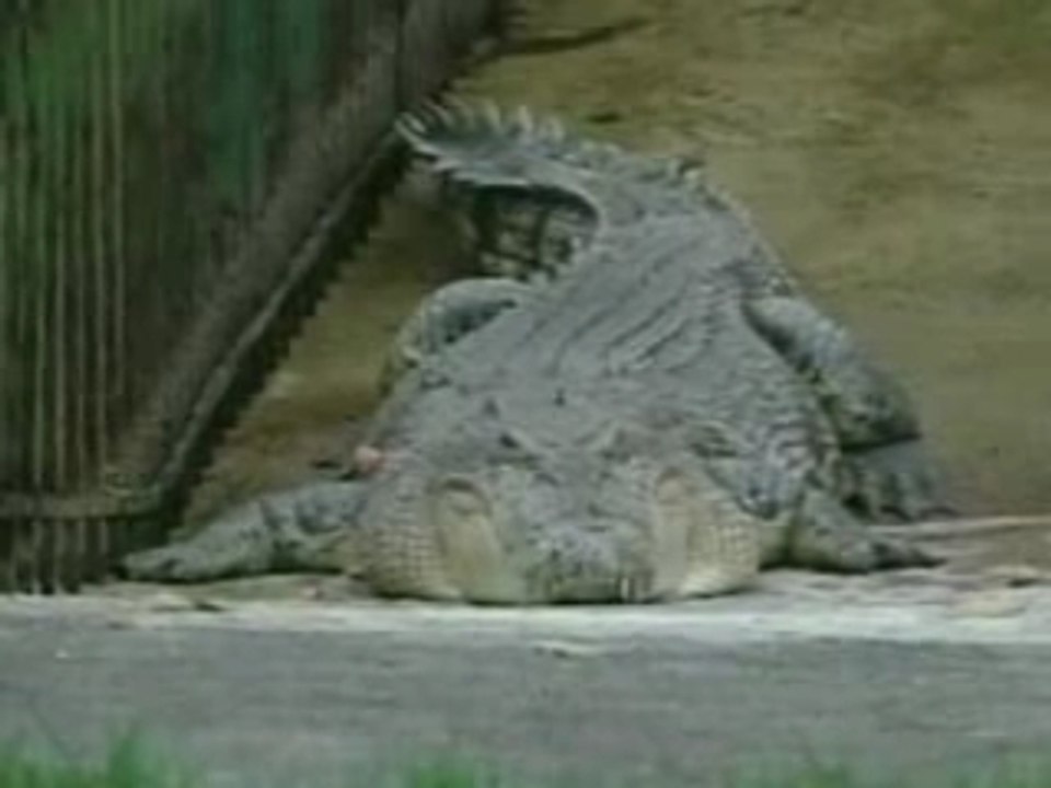 Blast- Crocodile Attack