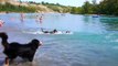 Ever Seen A Dog Swim Like This? Hilarious!
