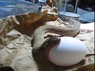 snake eating egg