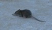 A Cannes, les rats chassés par les inondations investissent la plage