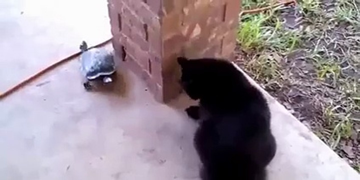 cat and trotiose playing