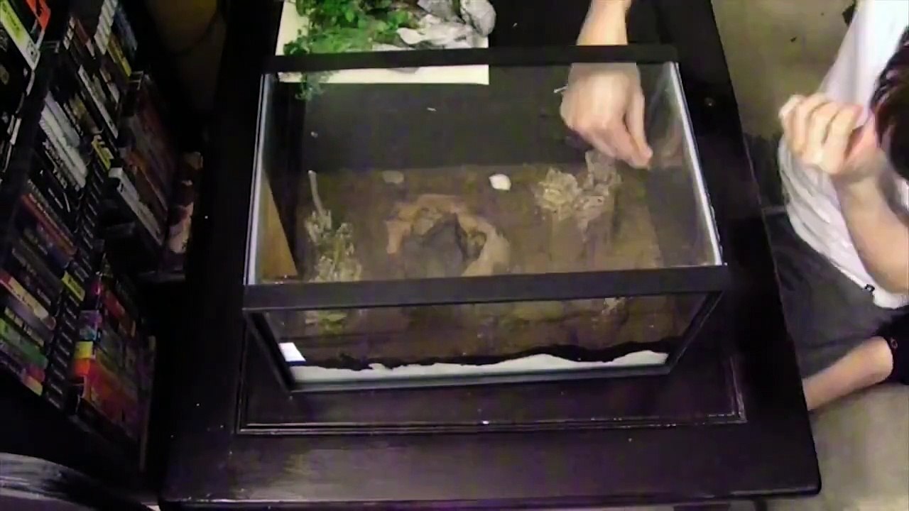 5.5 Gallon Vivarium Time Lapse