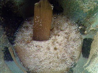 amaranto de huazulco morelos mexico