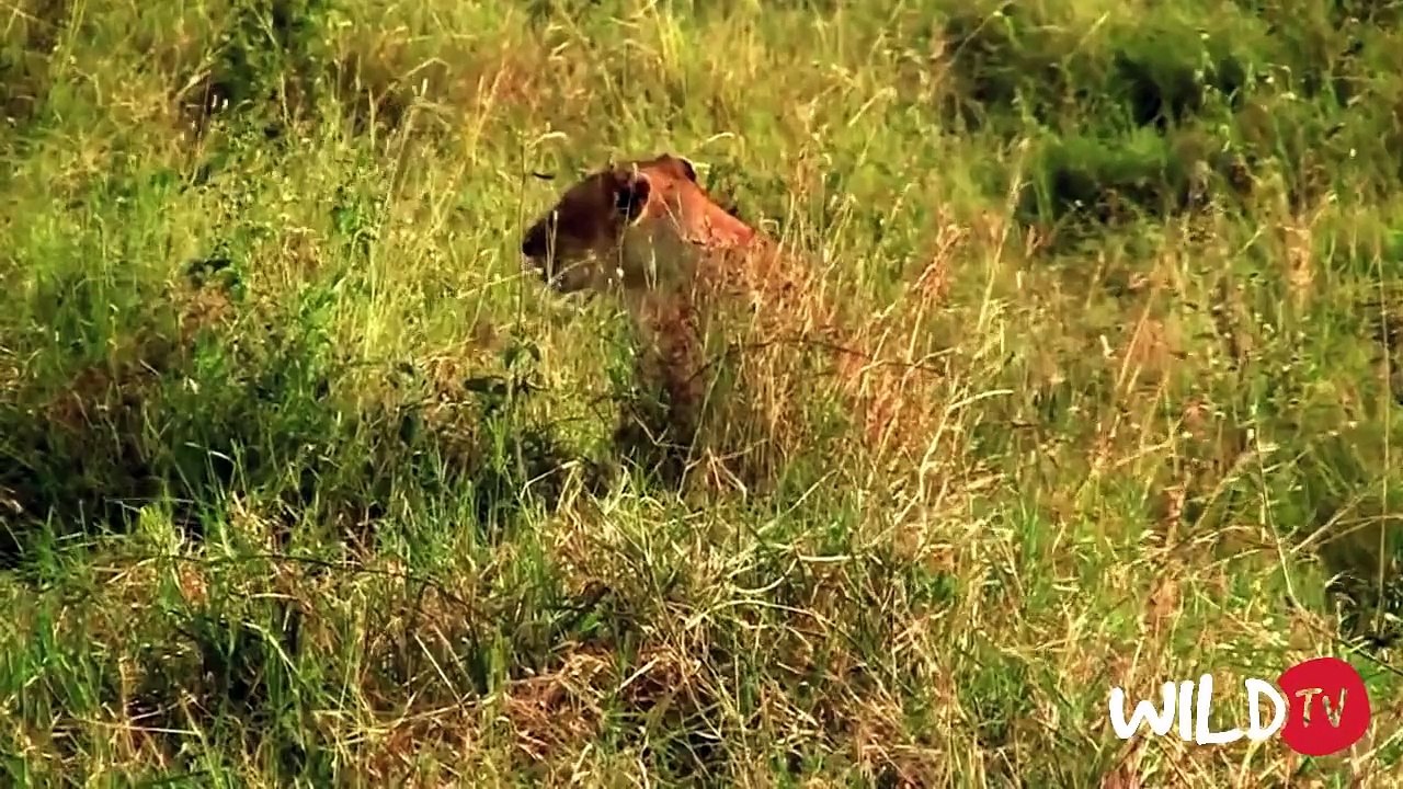 Lion Attack Compilation