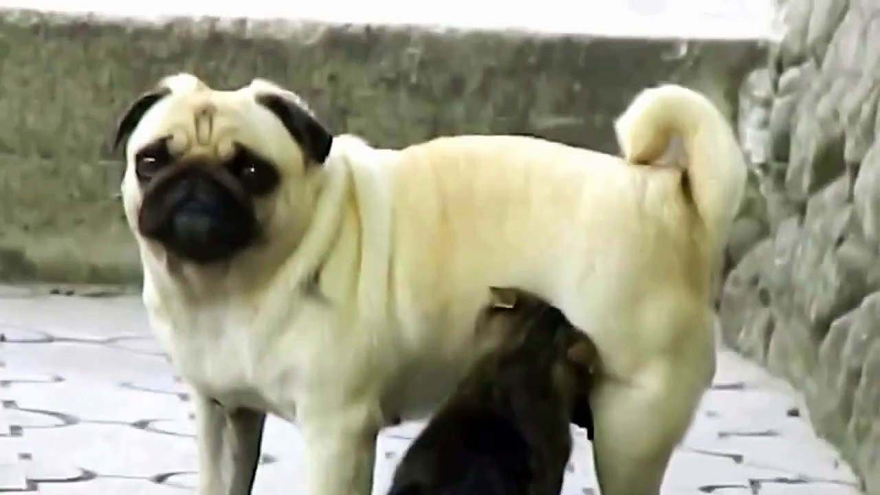 Lustige Katzen Zum Totlachen Lustig Lustig