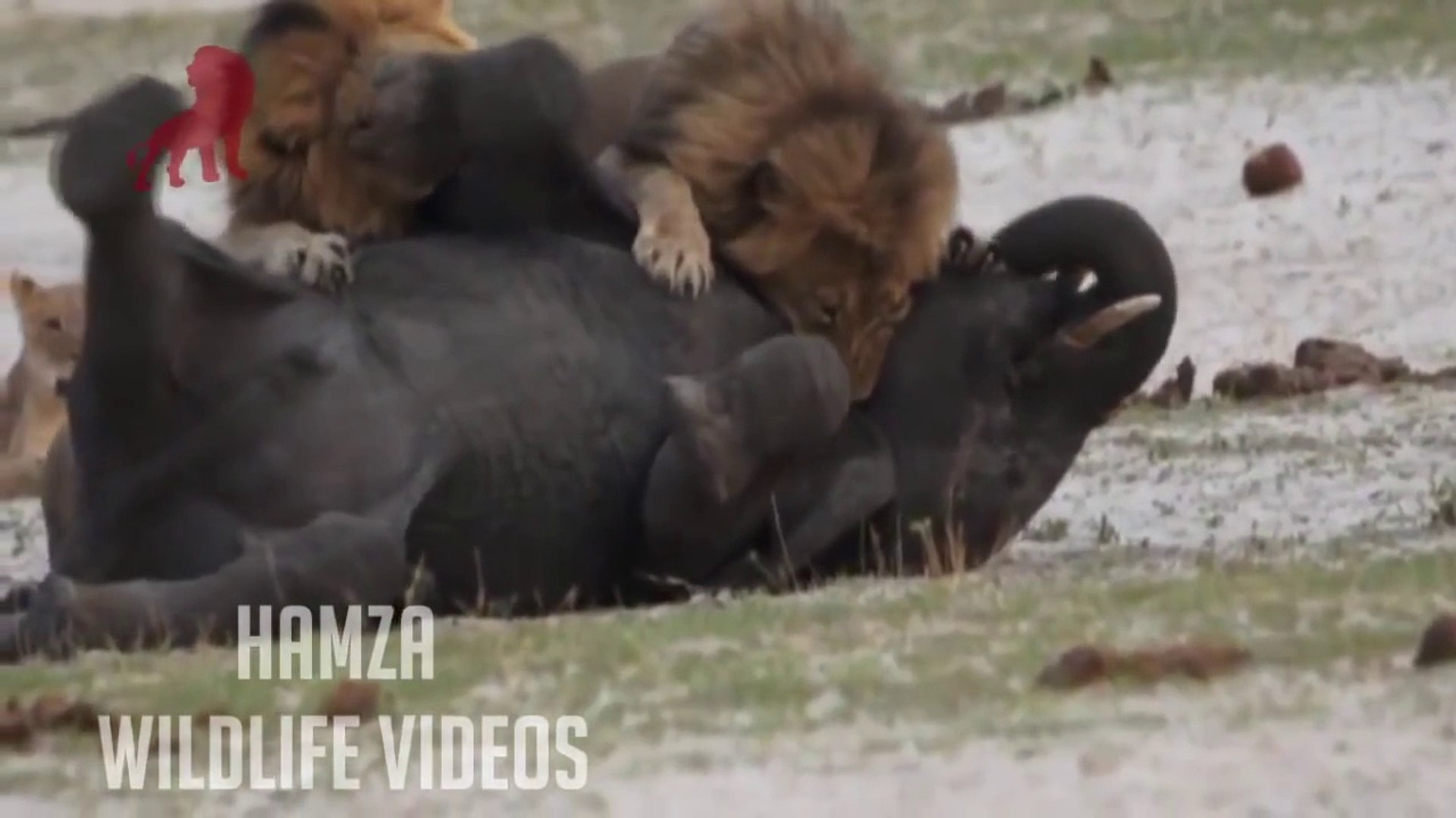 Elephant Attack Lion