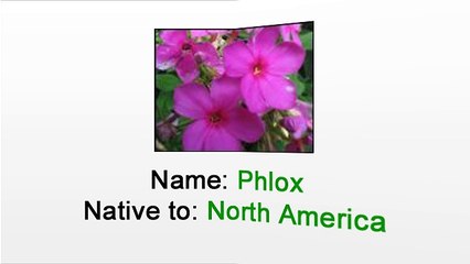 Caring for Phlox - By a Florist in Manhattan NYC