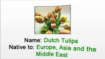 Flower Shop in New York - How To Care Dutch Tulips