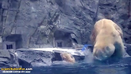 Mutlu Mesut Oynarken Birden Suya Düşen Yavru Kutup Ayısına Hızır Gibi Yetişen Annesi