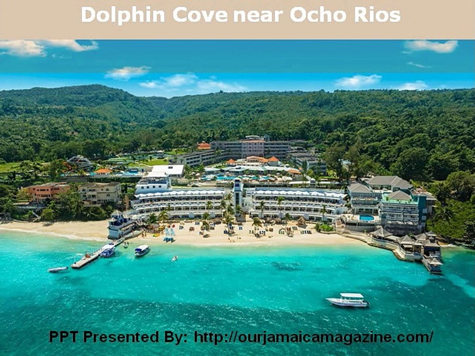Dolphin Cove near Ocho Rios
