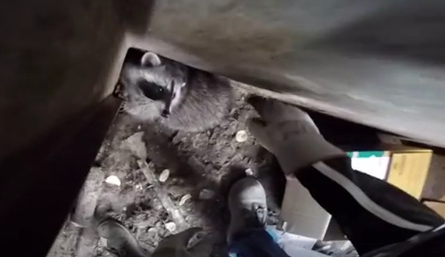 Raccoon Rescued From Dumpster, Cat Stuck in Tree Climbs Down Ladder