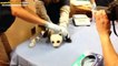 Beden Ölçüsü Öğrenilmesin Diye Çığlığı Basan Pelinsu Panda