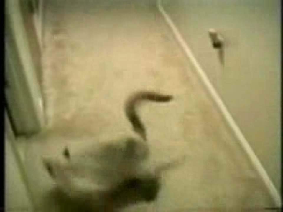 _chats