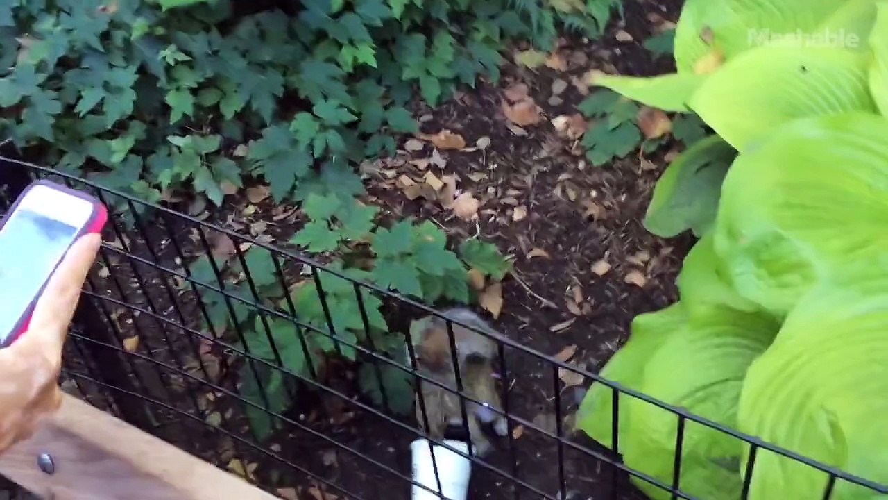 Milkshake Squirrel Steals Shake Shack from NYC Garbage
