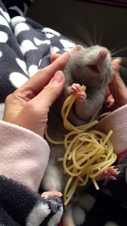 Qui a dit que les rats faisaient peur??!! Ratatouille en vrai!!