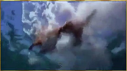 SEE HOW A DOLPHIN SAVES A DOG's LIFE FROM SHARK's MOUTH -videosmunch