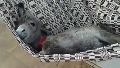 Un âne fait une petite sieste dans un hamac